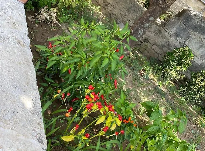 Vista Stromboli 4* פאולה